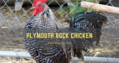 Plymouth Rock Chicken - Partridge, Barred, White, Blue, Silver - Bird Baron