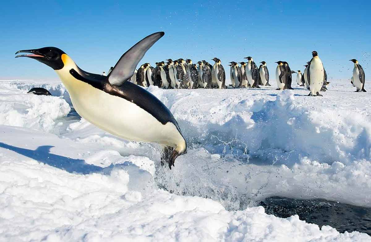 Emperor Penguin Adaptations - Types of Adaptation - Bird Baron