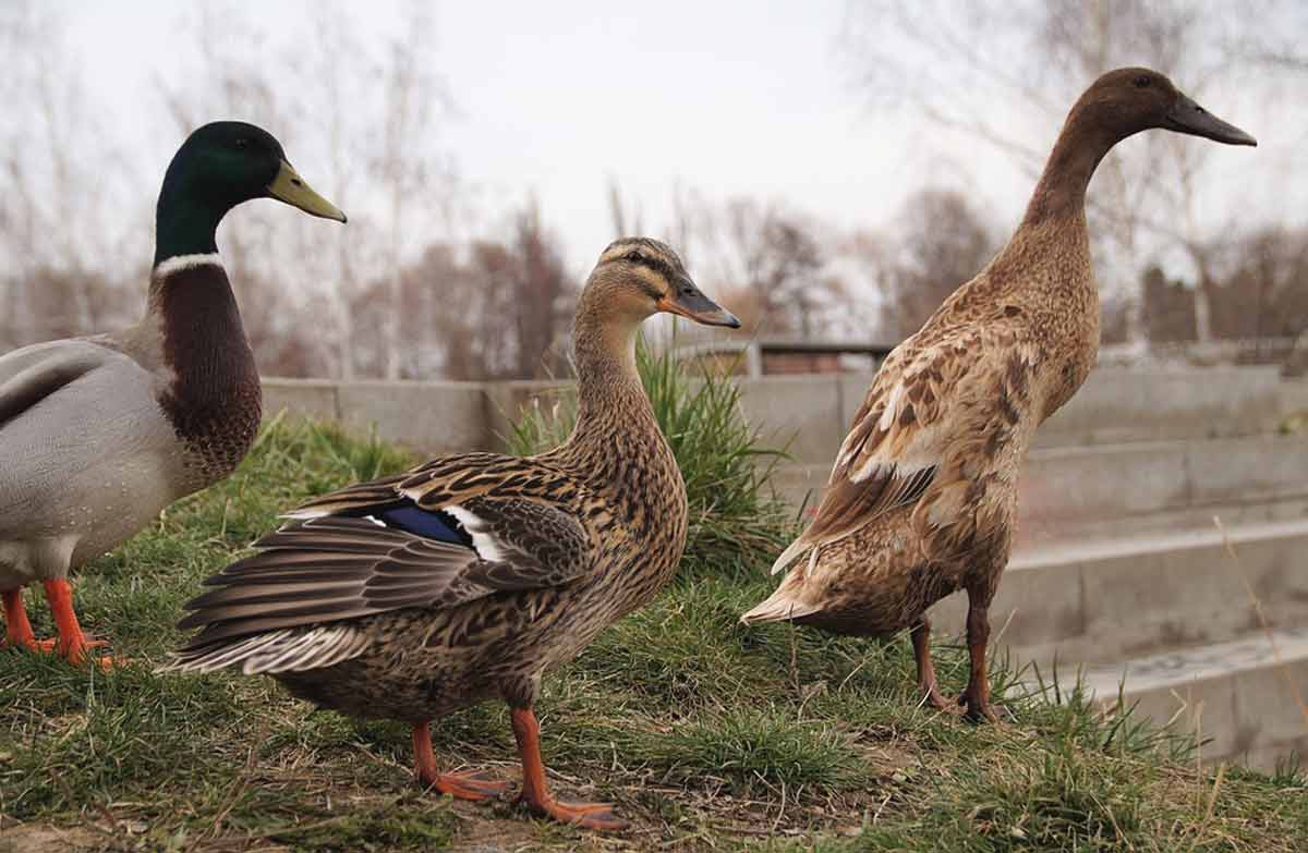 Indian Runner Duck Profile, Facts, Lifespan, Size, Eggs BirdBaron