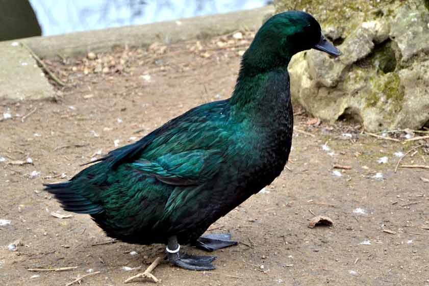 Black Cayuga Duck - Profile | Eggs | Male vs Female | White - Bird Baron