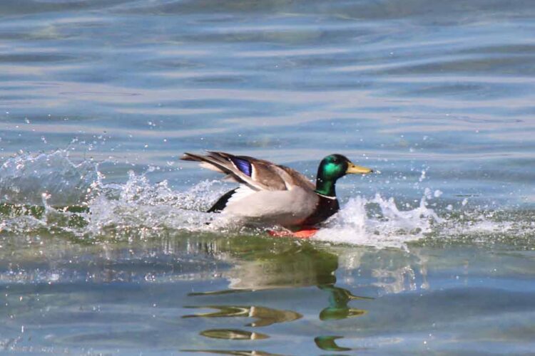 duck-adaptations-adaptive-features-of-the-duck-bird-baron