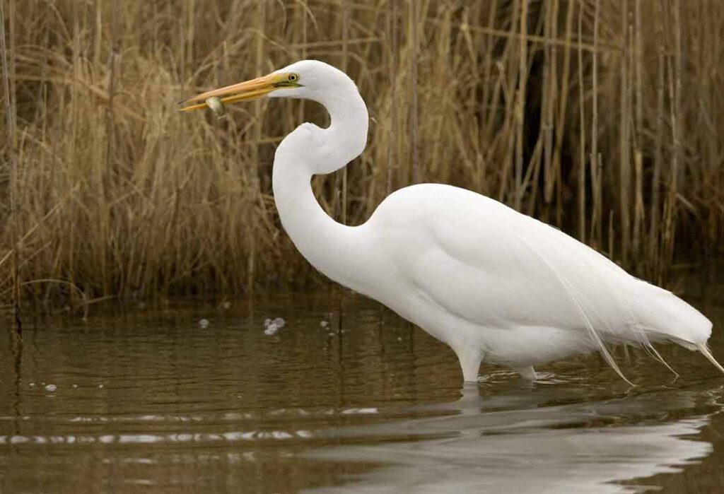 great-egret-profile-habitat-facts-flight-nest-call-bird-baron