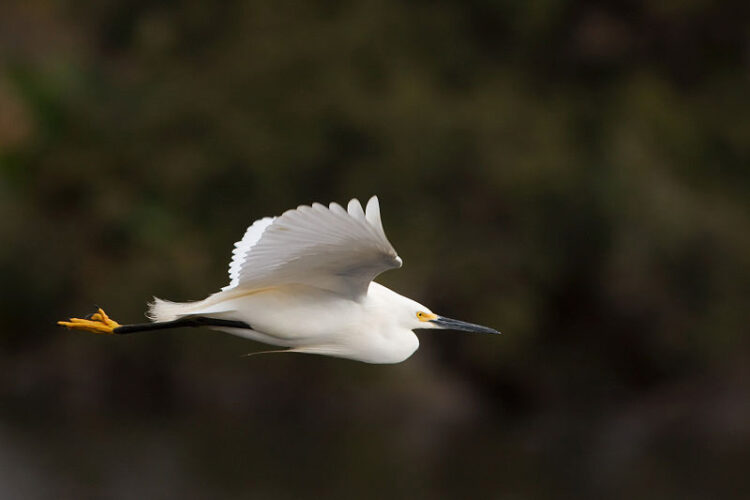 little-egret-vs-snowy-egret-what-s-the-difference