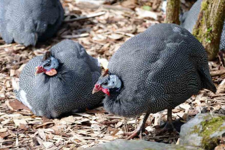 Guinea Fowl vs Chicken What Makes Them Different Bird Baron