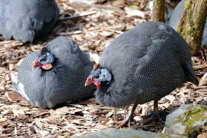 Guinea Fowl Vs Chicken What Makes Them Different Bird Baron