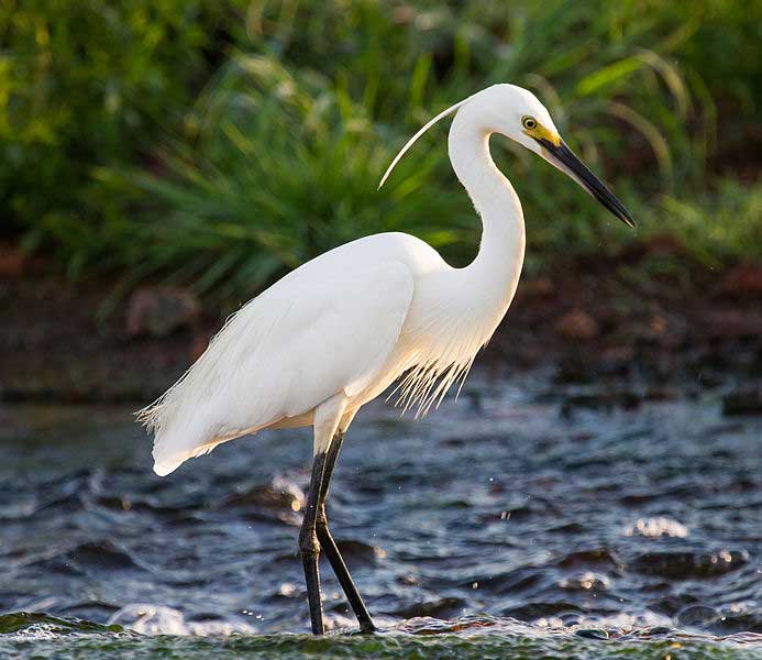 Little Egret | Small Egret | Egretta Garzetta – Profile | Facts – Bird ...