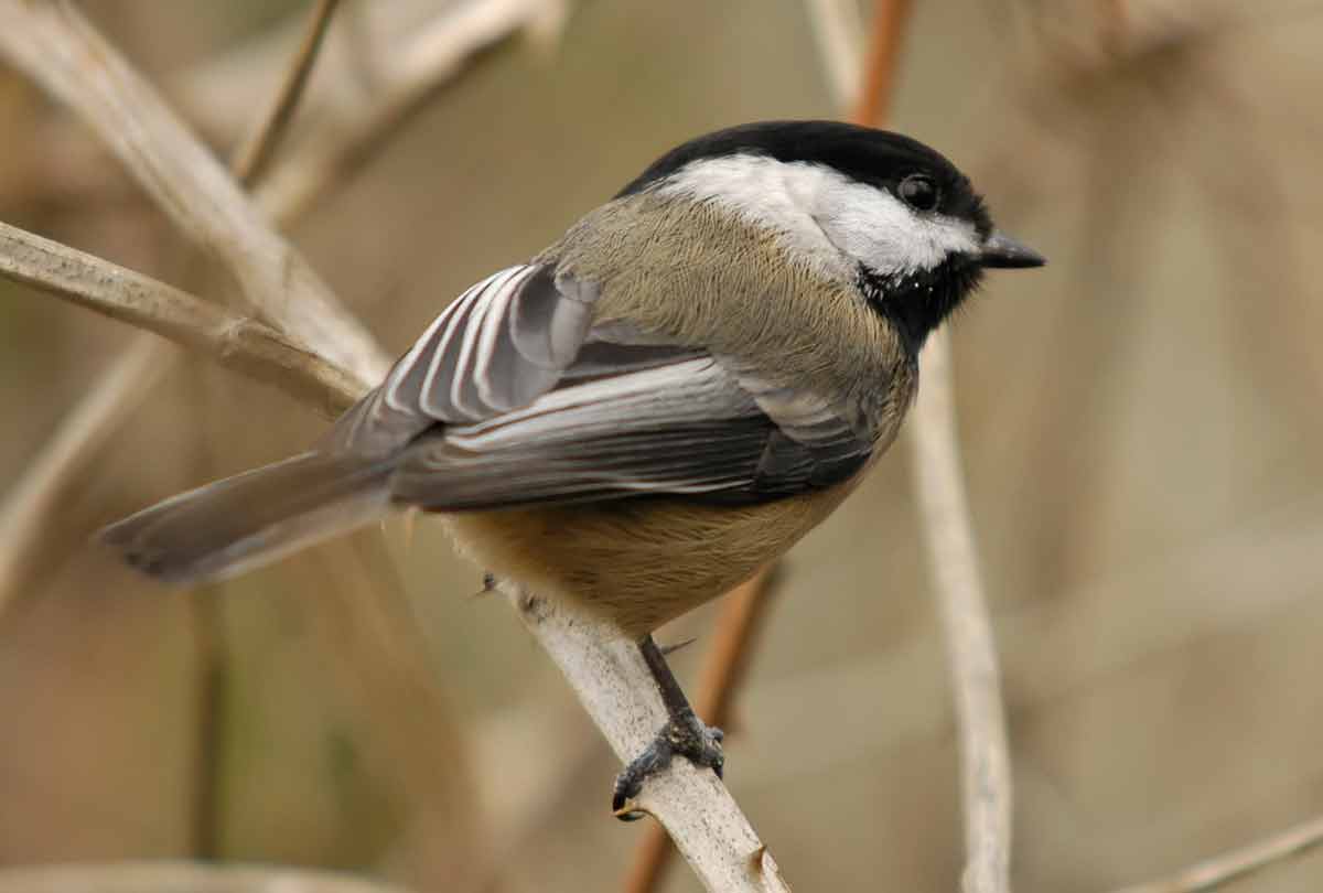 black-capped-chickadee-song-facts-habitat-size-nest-diet