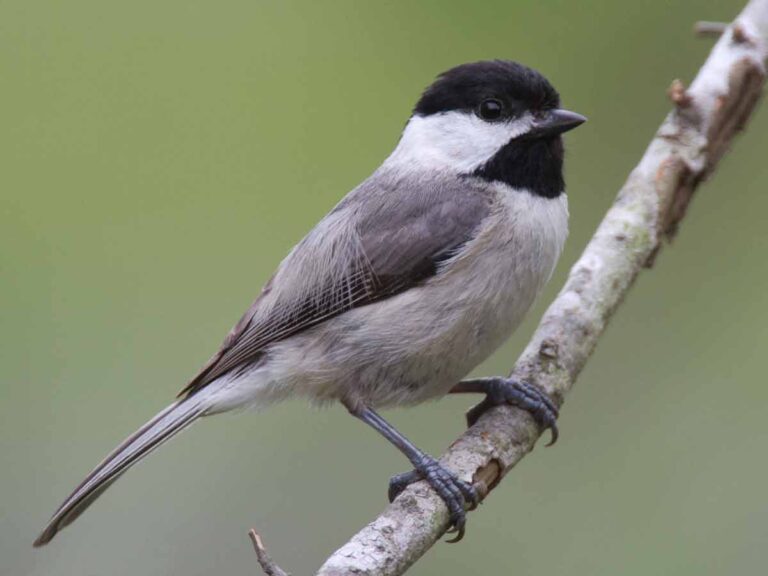 Carolina Chickadee - Song | Range | Habitat | Nest | Diet | Female