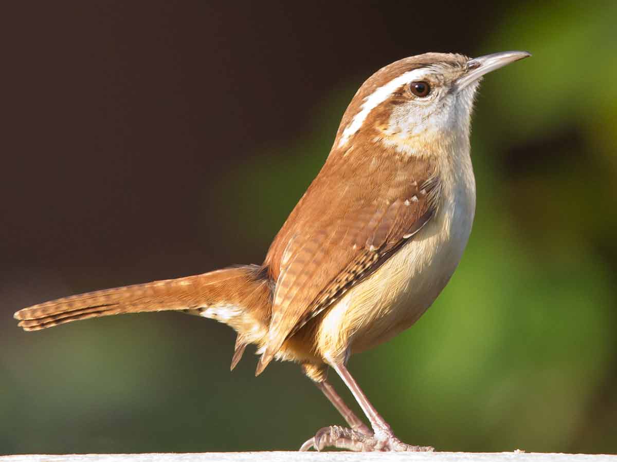 Carolina Wren – Song | Call | Nest | Diet | Range | Sleeping – Bird Baron