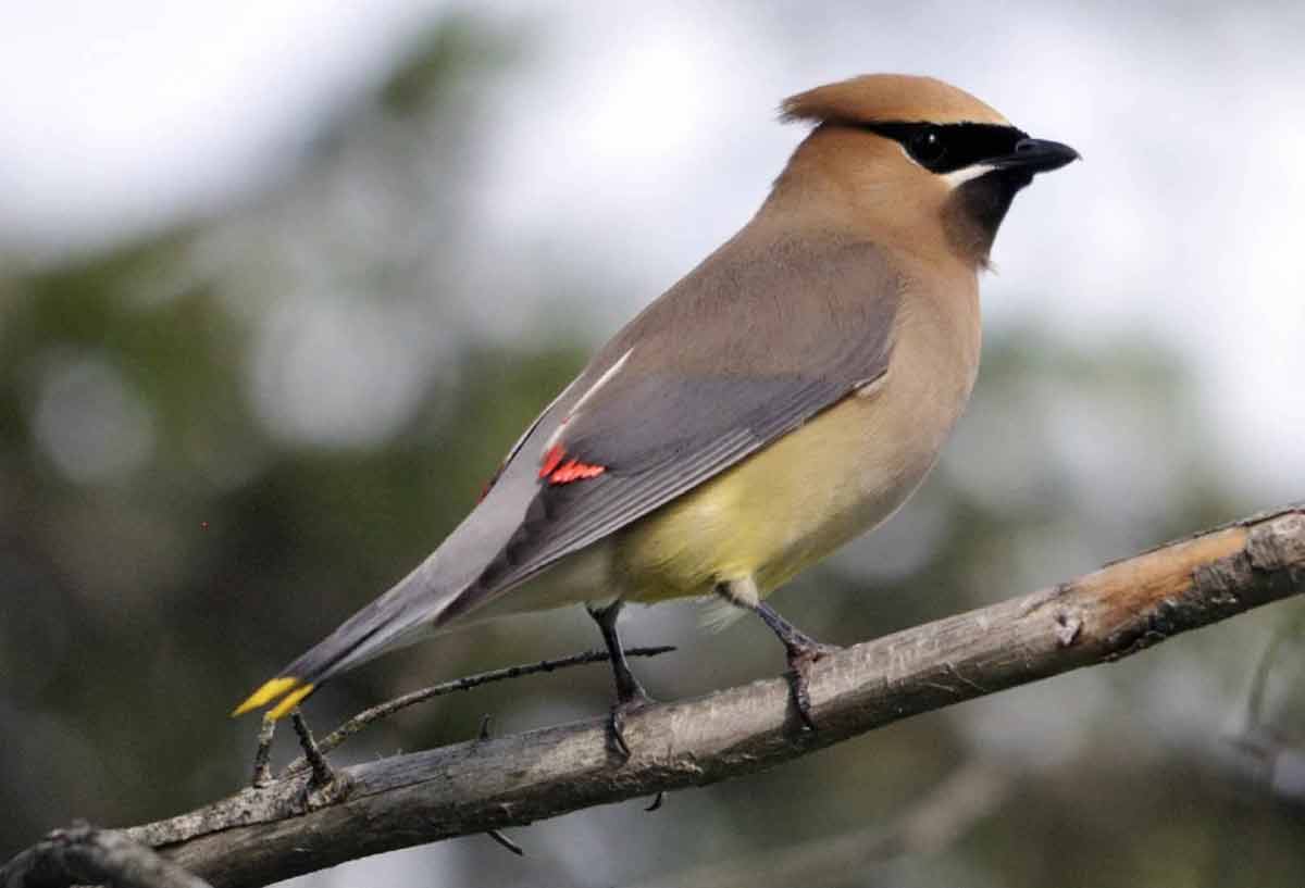 Cedar Waxwing – Call | Migration | Diet | Range | Song | Facts – Bird Baron