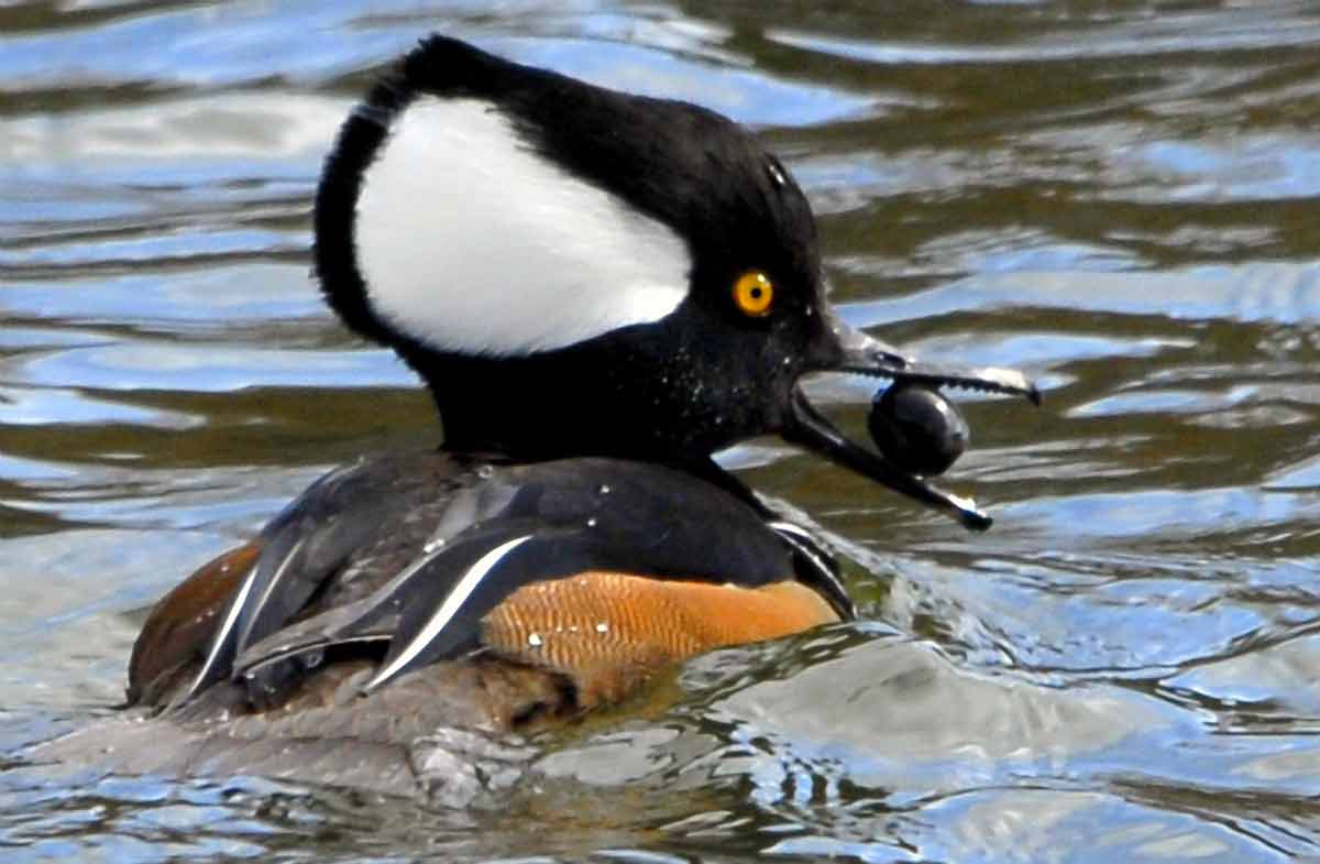 Hooded Merganser – Mount | Hen | Drake | Call | Range | Facts – Bird Baron