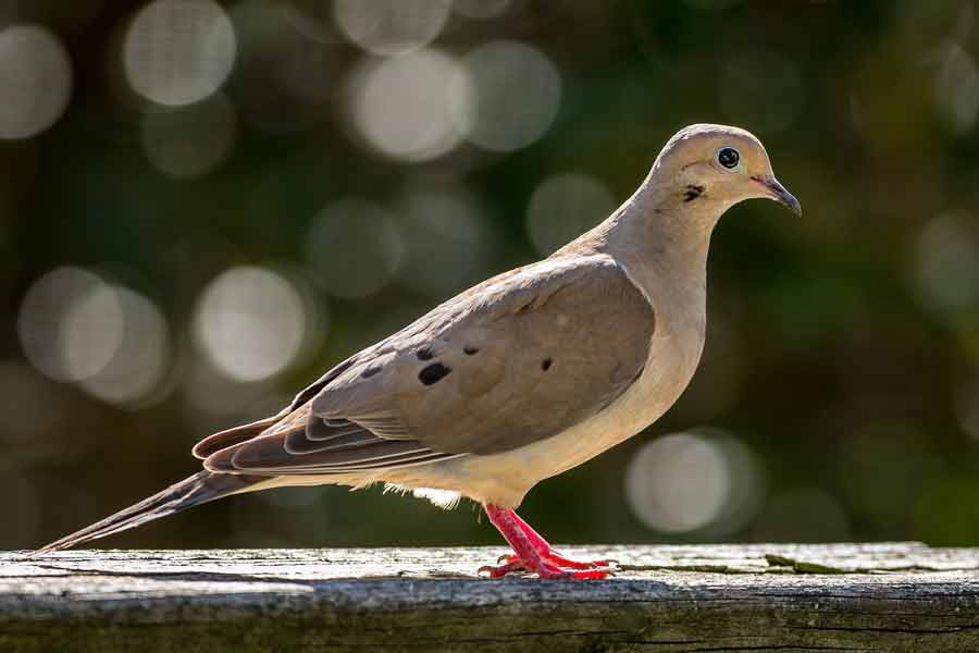 Mourning Dove Call Nest Facts Feathers Habitat Lifespan 