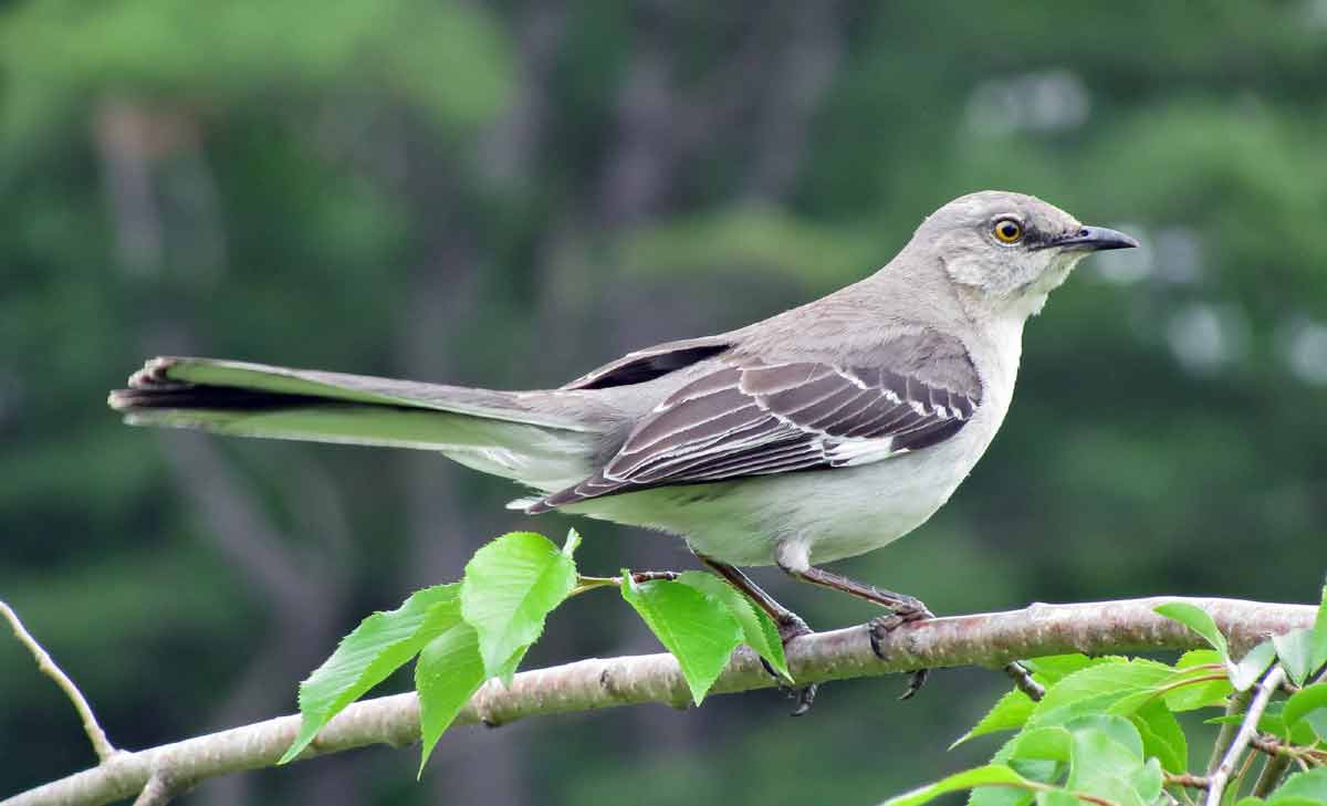 Northern Mockingbird - Call | Facts | Sound | Diet | Range | Song ...