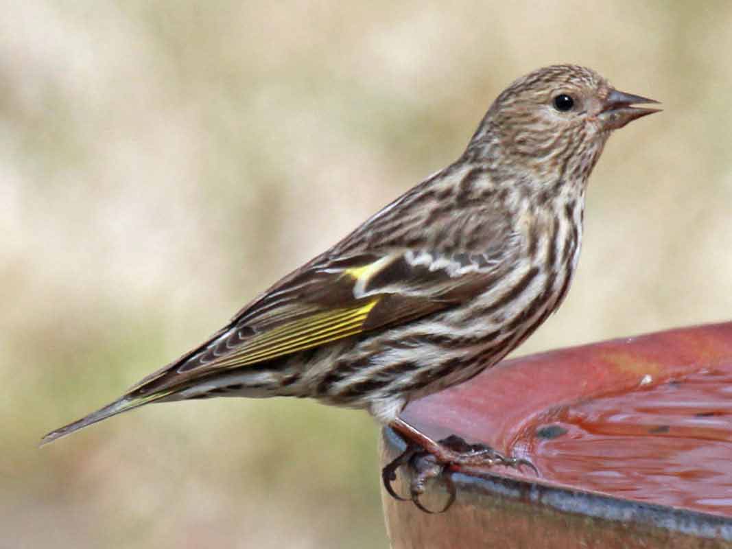 Pine Siskin - Profile | Facts | Song | Range | Diet | Behavior - Bird Baron