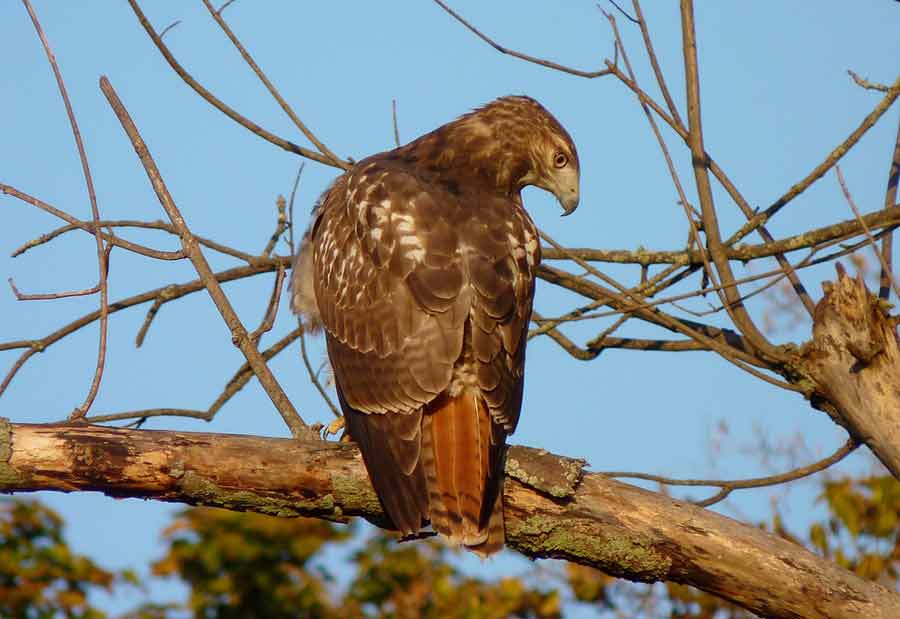 Red Tailed Hawk Size Facts Diet Habitat Call Sound Bird Baron