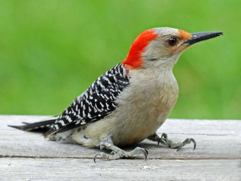 Woodpecker Sound Name