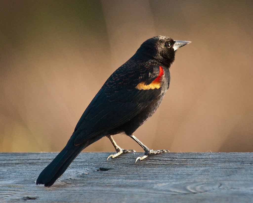 Redwinged Blackbird Sound Facts Habitat Migration Nest