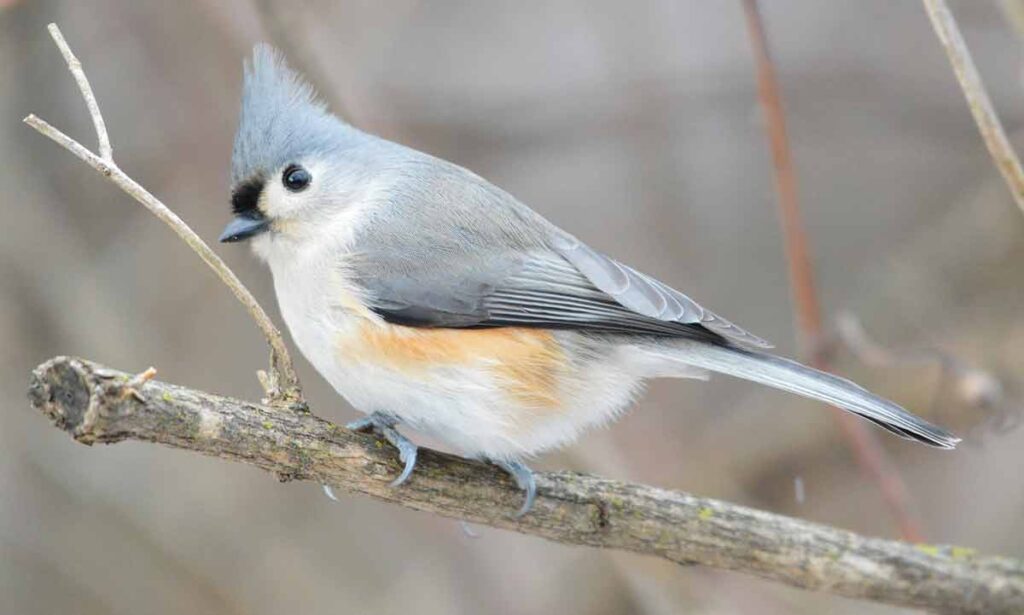 Tufted Titmouse - Call | Diet | Sounds | Nest | Habitat | Facts - Bird ...