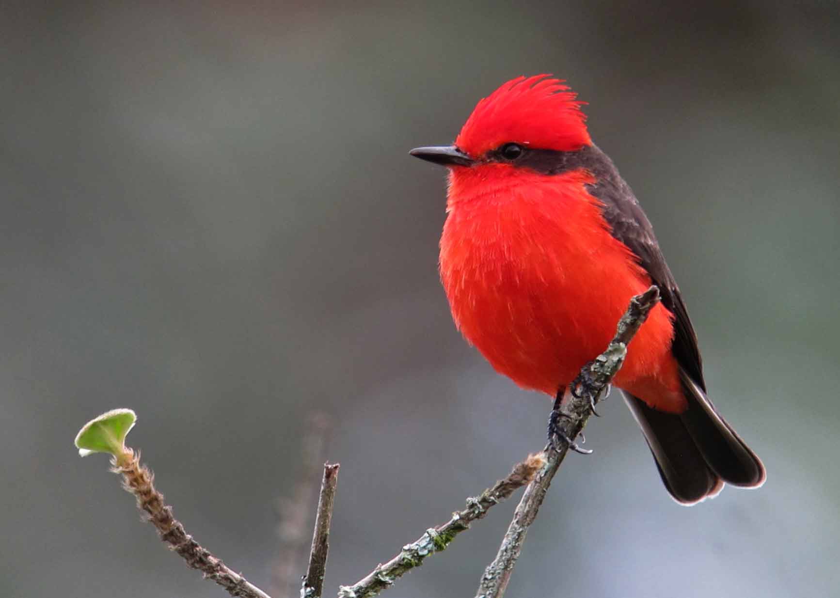 vermilion-flycatcher-facts-call-song-habitat-migration-bird