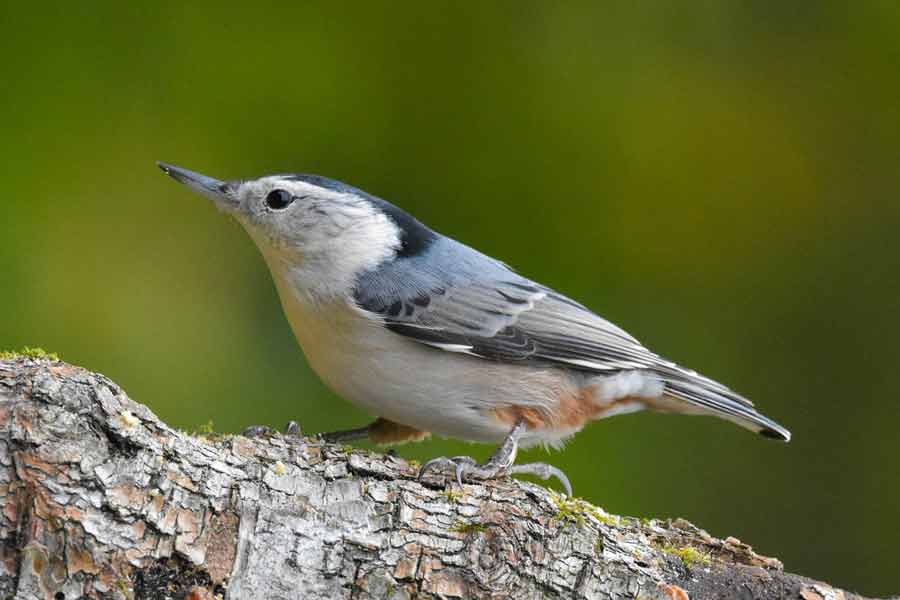 white-breasted-nuthatch-song-range-habitat-diet-nest-facts