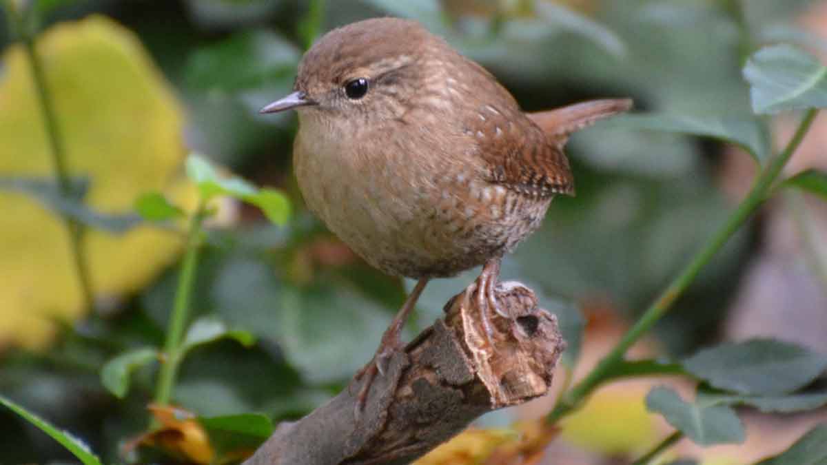 Winter Wren - Call | Range | Sound | Habitat | Facts | Ecology - Bird Baron