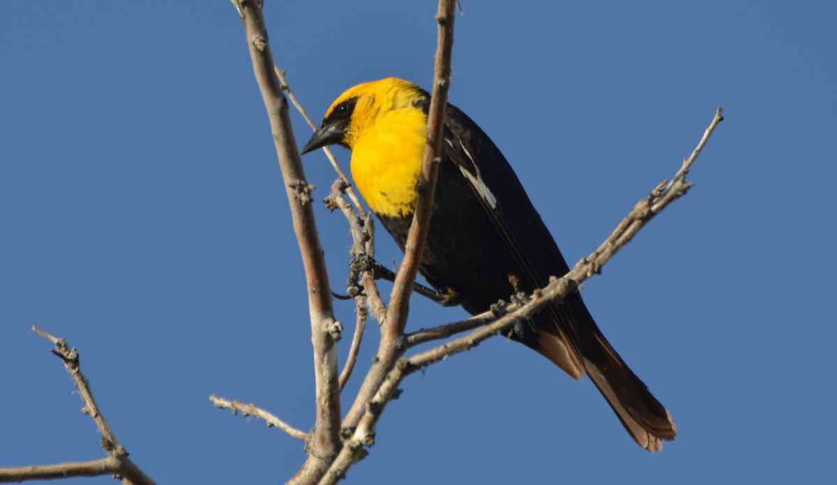 Yellow-headed Blackbird – Facts | Call | Range | Habitat | Migration ...