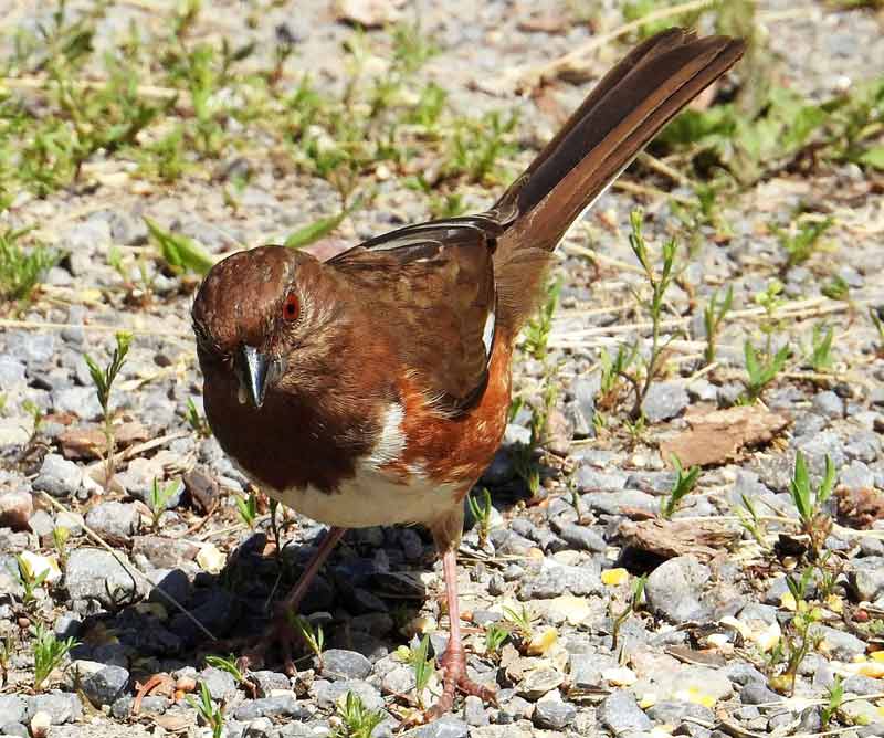 Eastern Towhee - Facts | Habitat | Diet | Range | Sound | Female - Bird ...