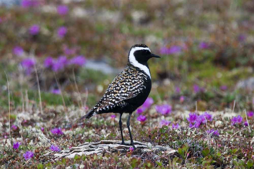 American Golden-Plover - Profile | Fly | Eggs | Migration | Nest - Bird ...