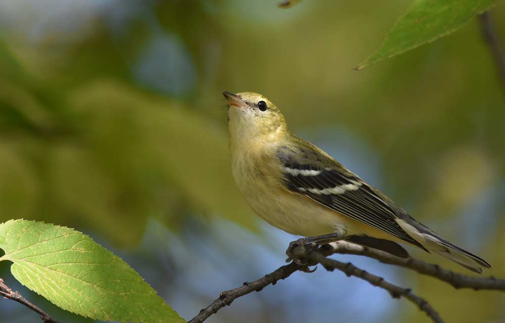 Bay-breasted Warbler - Profile | Facts | Female | Fall | Range - BirdBaron