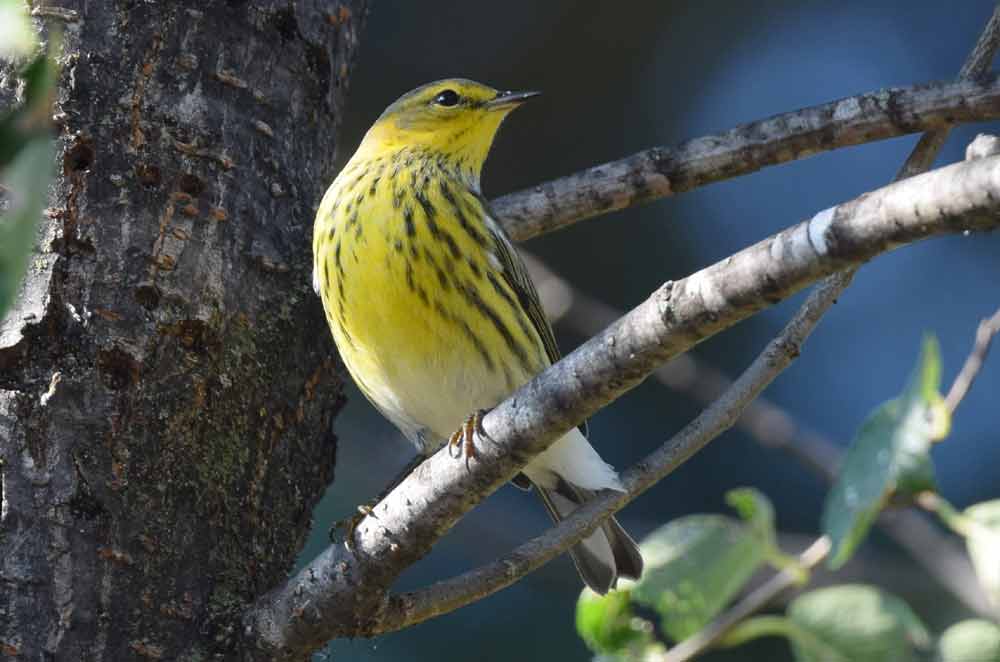 Cape May Warbler - Profile | Fall | Female | Song | Winter | Range ...