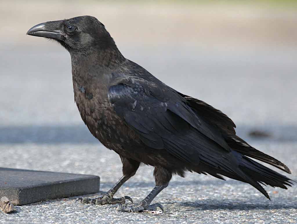 Common Raven - Profile | Facts | Size | Flight | Traits | Nest - Bird Baron