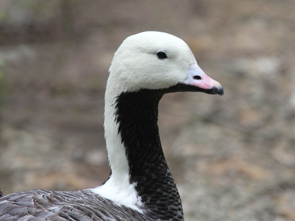 Emperor Goose - Profile | Migration | Range | Habitat | Coat - Bird Baron