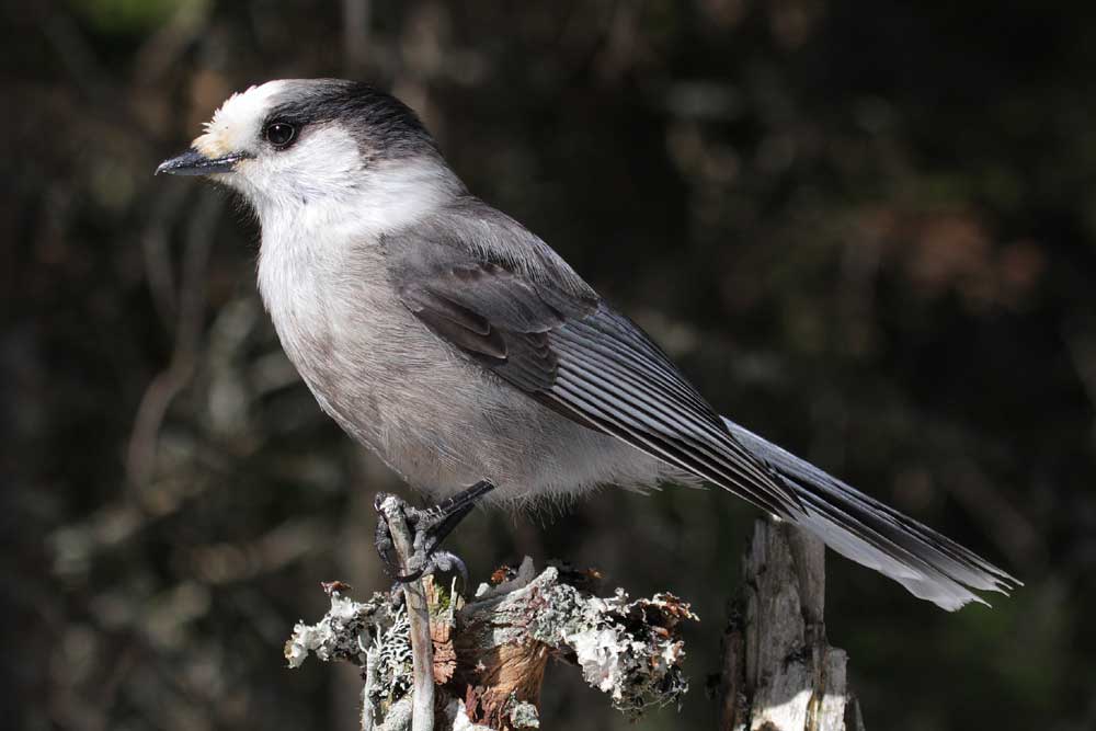 Gray Jay Bird - Canada Jay - Profile | Facts | Nest | Traits | Fly ...