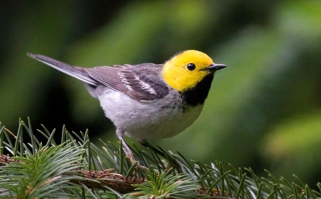 Hermit Warbler - Profile | Facts | Call | Song | Traits | Range - BirdBaron