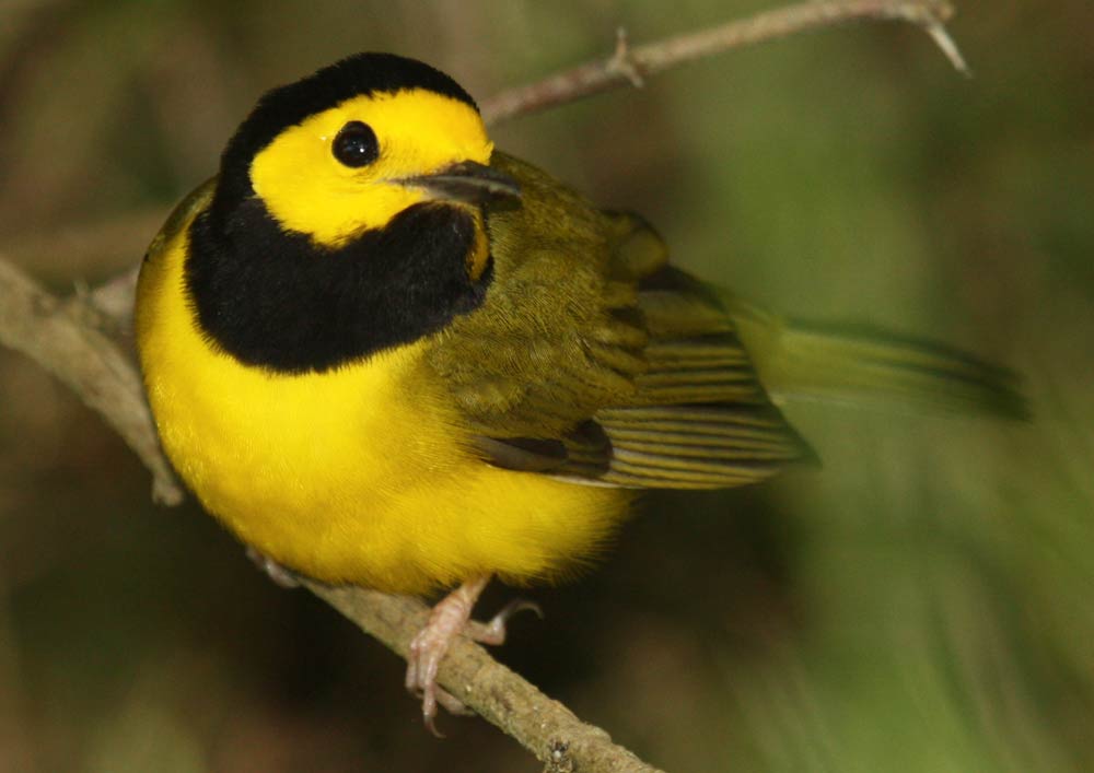 Hooded Warbler - Profile | Facts | Female | Nest | Traits | Range ...