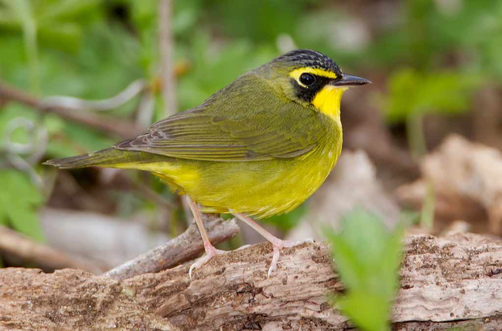 Kentucky Warbler - Profile | Egg | Nest | Male | Traits | Range - BirdBaron