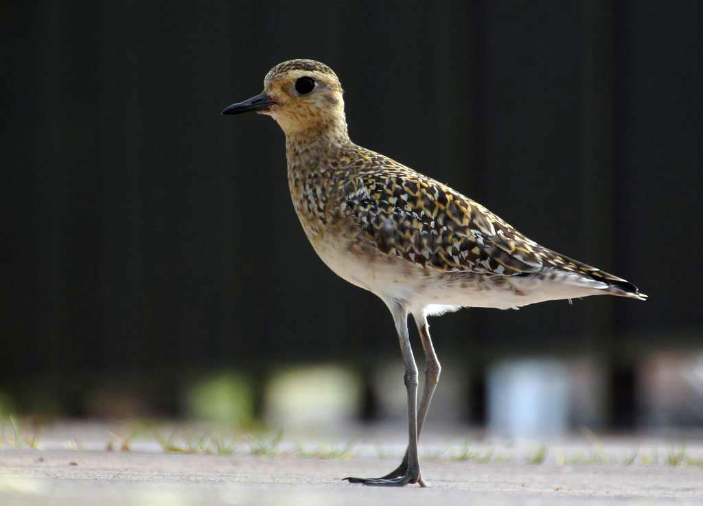 Pacific Golden-Plover - Profile | Facts | Migration | Flight | Traits ...