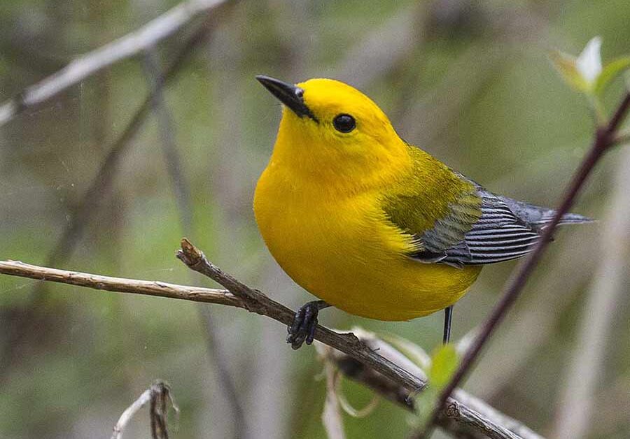 Prothonotary Warbler - Profile | Facts | Female | Nest | Traits - Bird ...