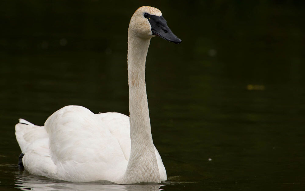 Trumpeter Swan - Profile | Facts | Size | Call | Eggs | Fly | Range ...