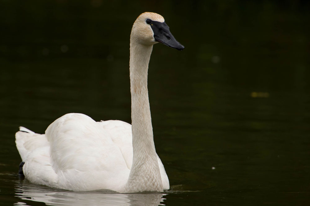 Trumpeter Swan Profile Facts Size Call Eggs Fly Range 