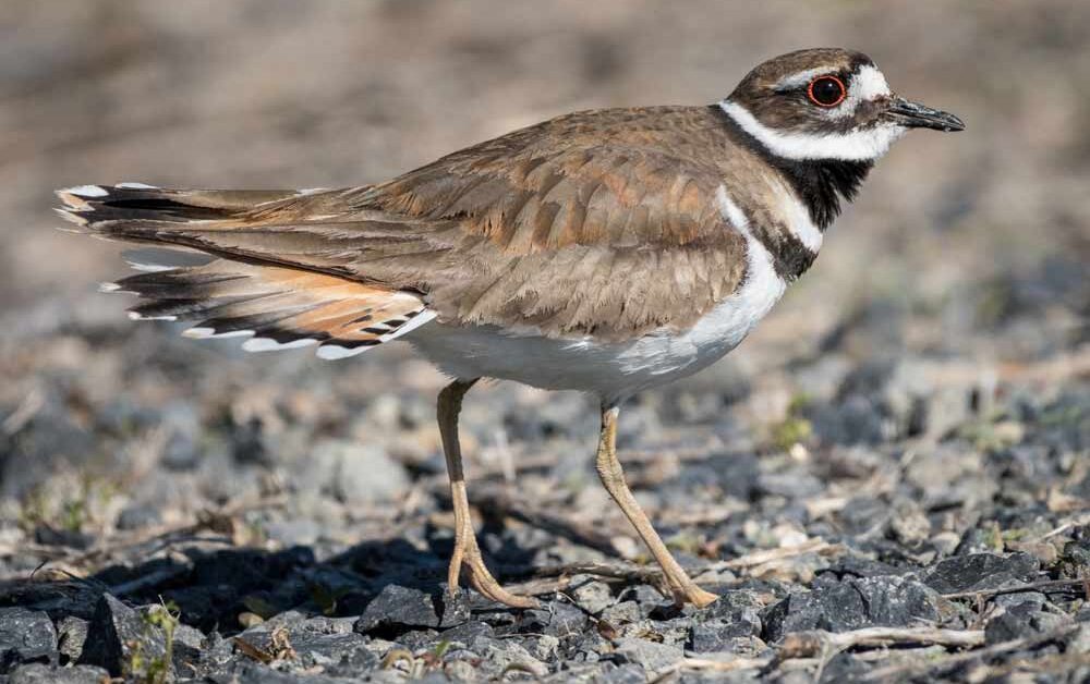 Killdeer Bird Profile Facts Sound Call Traits Egg Flying Bird Baron