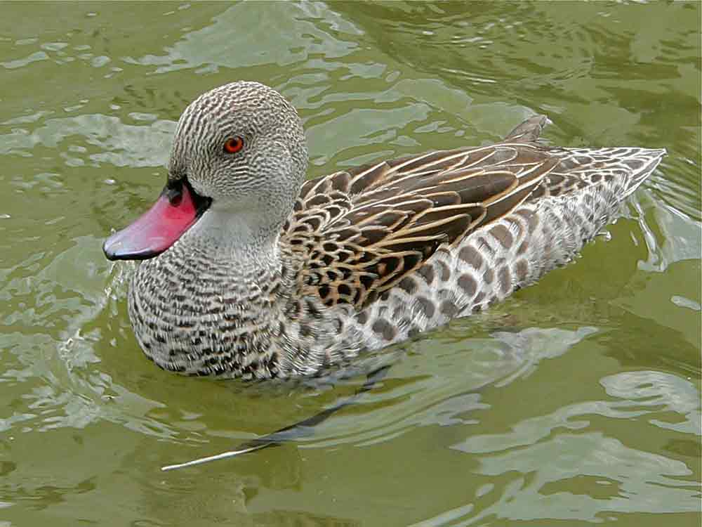 Cape Teal - Profile | Traits | Facts | Habitat | Diet | Breeding - Bird ...