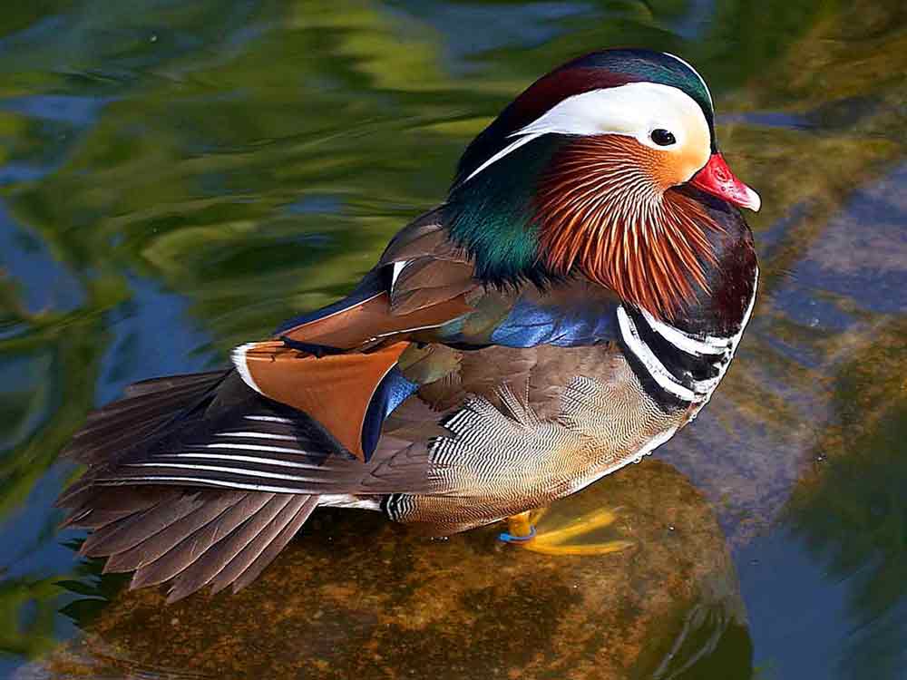 Mandarin Duck Profile Traits Threats Habitat Breeding BirdBaron