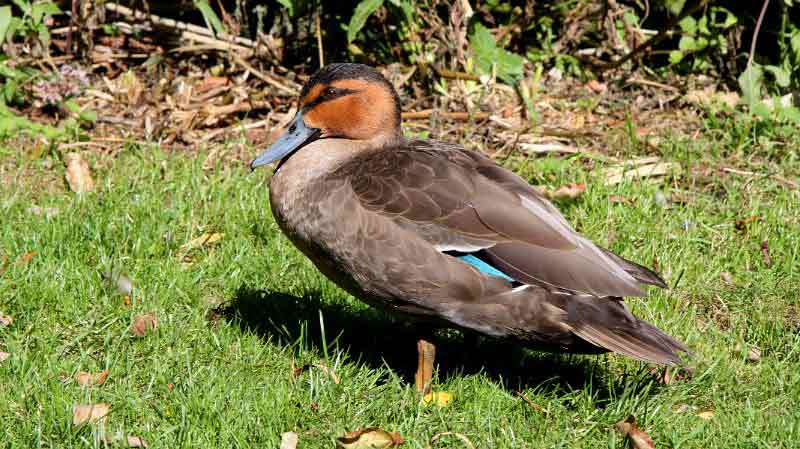 Philippine Duck - Profile | Traits | Facts | Threats | Breeding - Bird ...