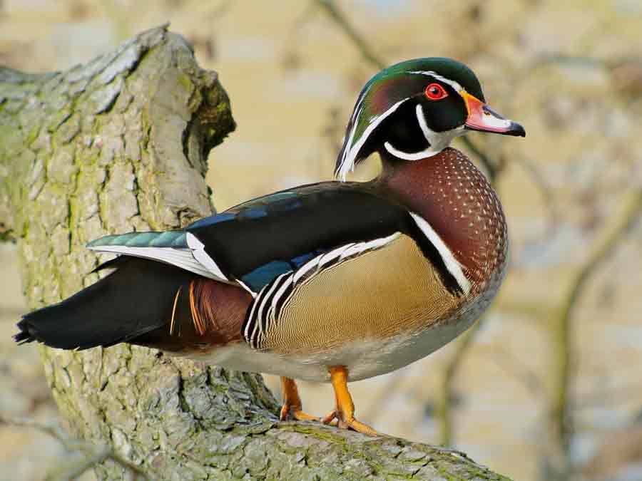 Wood Duck - Profile | Traits | Habitat | Facts | Diet | Breeding ...