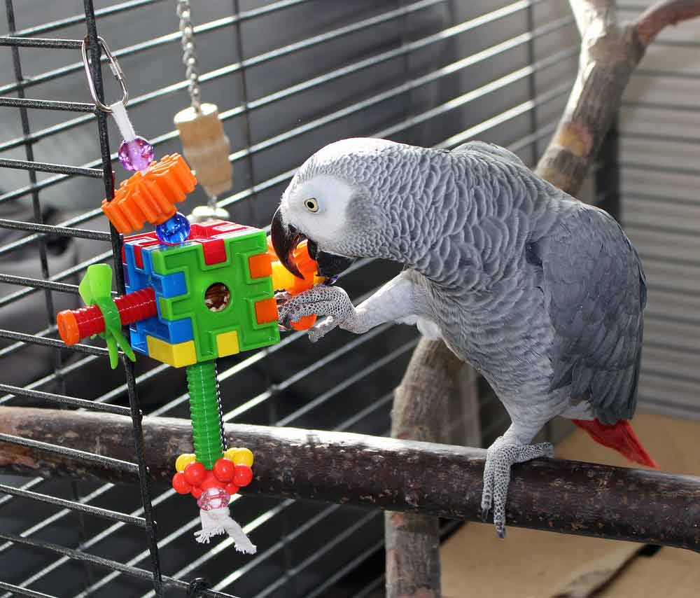 7 Ways on How to Teach Birds to Play with Toys at Home - BirdBaron