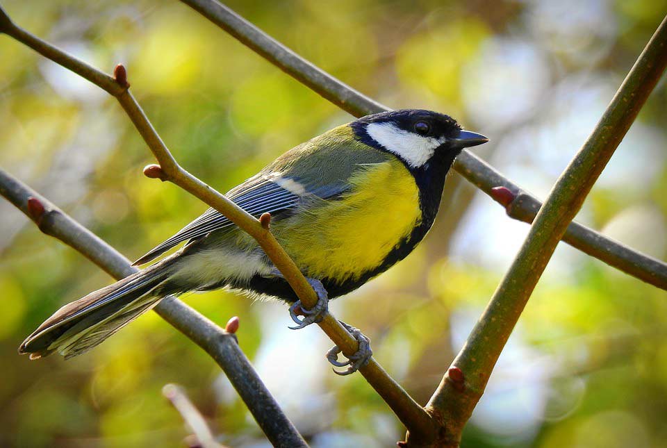 20 Popular Species - What is the Best Bird to Have as A Pet? - BirdBaron